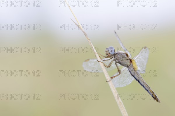 Scarlet Dragonfly (Crocothemis erythraea), female, North Rhine-Westphalia, Germany