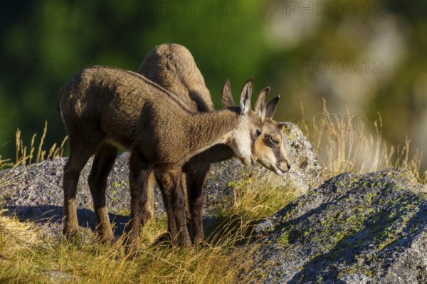 Two young chamois standing close to each other on a rocky ground surrounded by summer grass, chamois, chamois, (Rupicapra rupicaprae), fawn, wildlife, Vosges, France