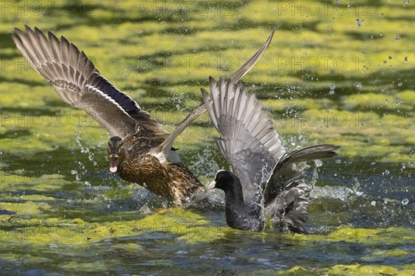 Mallard (Anas platyrhynchos) and coot (Fulica atra) fighting in the water, wings spread wide and water splashing in lively motion, Hesse, Germany