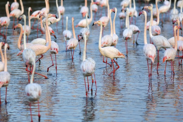 Pink flamingos (Phoenicopterus roseus), standing in the pond, Pont de Gau Bird Park, Saintes-Maries-de-la-Mer, Camargue Regional nature park Park, France