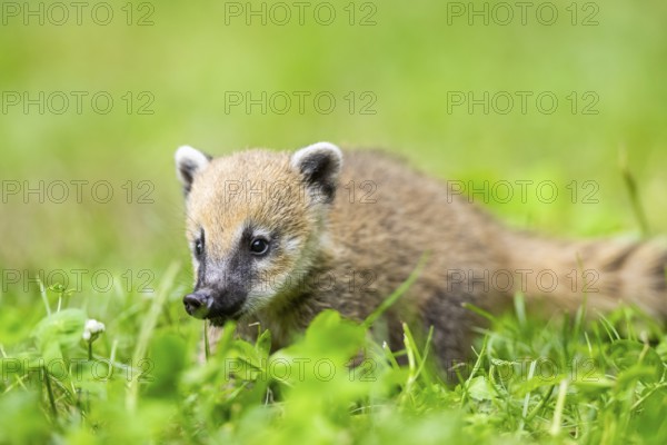 South American coati (Nasua nasua) youngster standing on the ground, captive, Zoo Augsburg