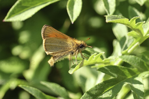 Large skipper (Ochlodes venatus), sitting on a green leaf, close-up, macro photograph, Wilnsdorf, North Rhine-Westphalia, Germany