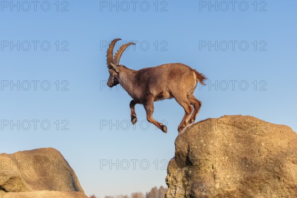 A male ibex (Capra ibex) leaps from rock to rock in the warm evening light. A blue sky can be seen in the background. Carinthia, Austria