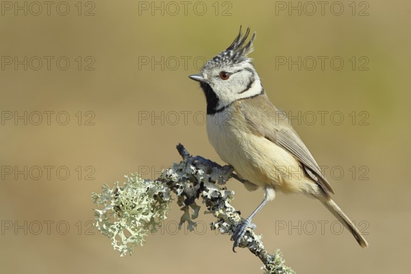 Crested Tit (Lophophanes Scalloped ribbonfish), on a branch overgrown with lichen, Wilnsdorf, North Rhine-Westphalia, Germany