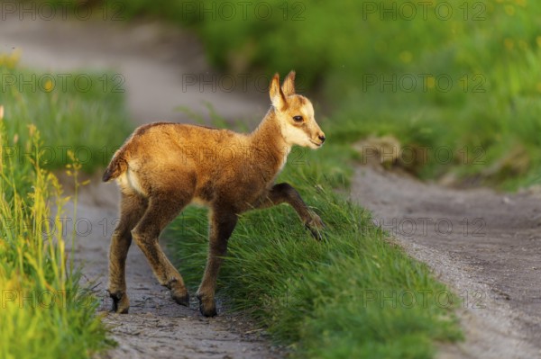 A young fawn on a path between lush, green meadows in spring, chamois, chamois, (Rupicapra rupicaprae), wildlife, Vosges, France