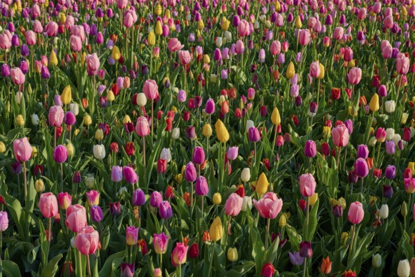 A wide field full of different coloured tulips in full bloom, Keukenhof, Lisse, province of South Holland, Netherlands