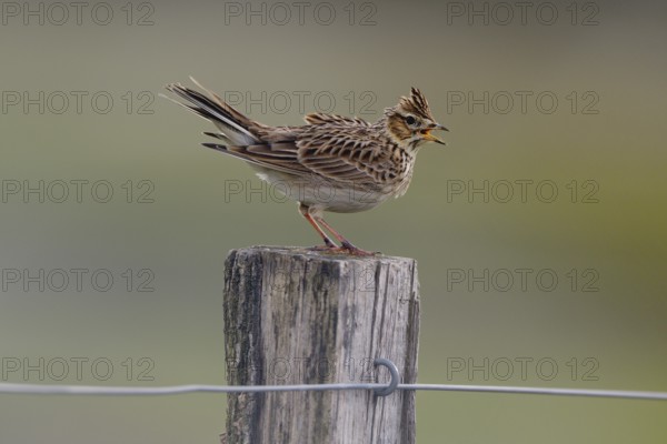 Chirping skylark (Alauda arvensis) on a fence post, Lower Rhine, North Rhine-Westphalia, Germany