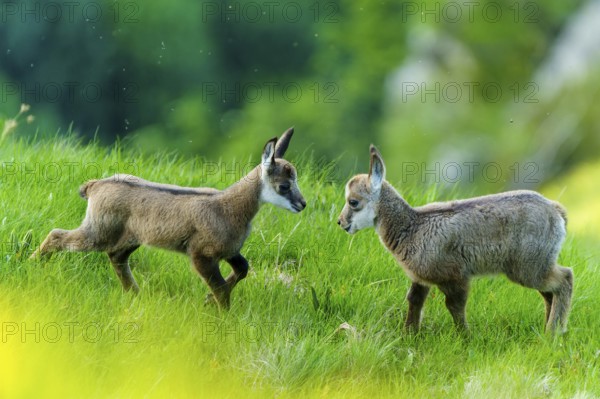 Two young chamois playing on a green meadow, surrounded by living nature, chamois, chamois, (Rupicapra rupicaprae), wildlife, Vosges, France