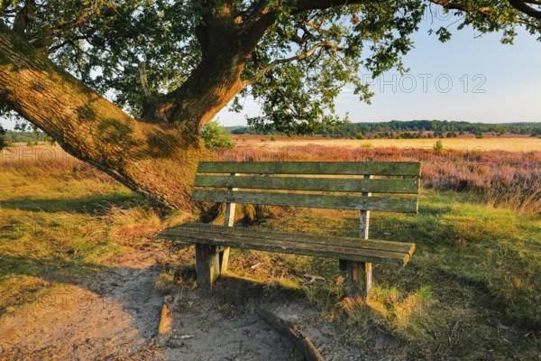 Bench in the evening light under a large oak tree and on the edge of the blooming Lüneburg Heath, Lower Saxony, Germany