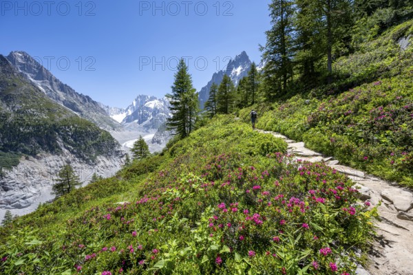 Picturesque mountain landscape with blooming alpine roses, imposing mountain peaks and glaciers, mountaineers on a hiking trail, Grand Balcon Nord, glacier tongue Mer de Glace, behind Grandes Jorasses, Mont Blanc massif, Montenvers, Chamonix, Haute-Savoie, France