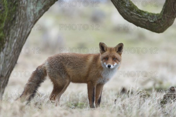 Red Fox (Vulpes vulpes) standing in open country under a tree, framed by this quai, beautiful, pleasant soft colours, wildlife, native nature, North Holland, Netherlands, Western Europe