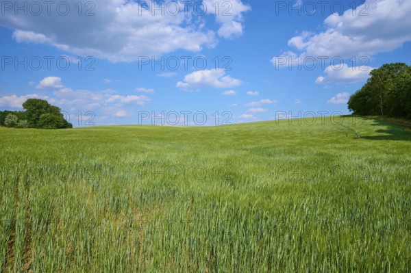 Green barley field under blue sky with drifting clouds, calm atmosphere, summer, Thüngen, district Main Spessart, Bavaria, Germany