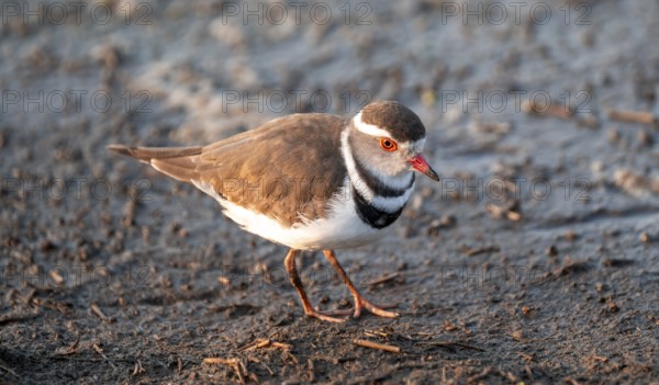 Three-banded plover (Charadrius tricollaris), in the morning light, Kruger National Park, South Africa