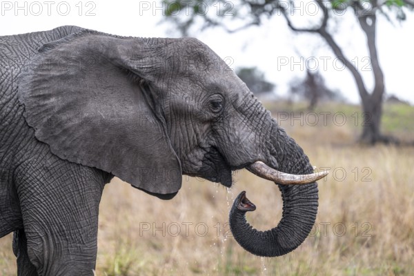 African elephant (Loxodonta africana), adult, drinking, animal portrait, Kruger National Park, South Africa