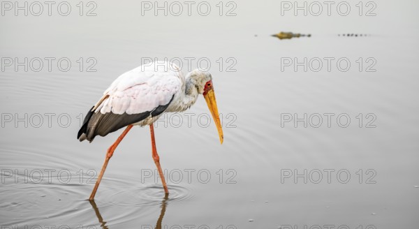 Glutton (Mycteria ibis) in the water looking for food, at sunrise, Sunset Dam, Southern Kruger National Park, Kruger National Park, South Africa