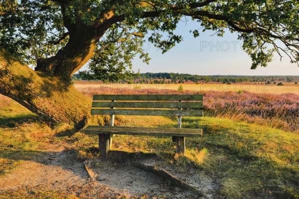 Bench in the evening light under a large oak tree and on the edge of the blooming Lüneburg Heath, Lower Saxony, Germany
