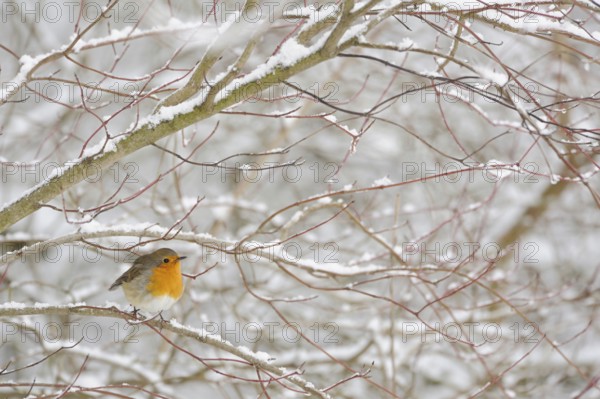 Robin (Erithacus rubecula) in winter, snow, sitting in snow-covered bushes, in a hard shrub, small well-known, conspicuous and common songbird with bright orange breast, wildlife, native nature, animal world, Germany