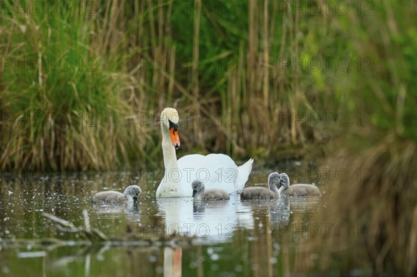 A swan with its chicks in the water of a pond, surrounded by green vegetation, Mute Swan, (cygnus olor), wildlife, Germany