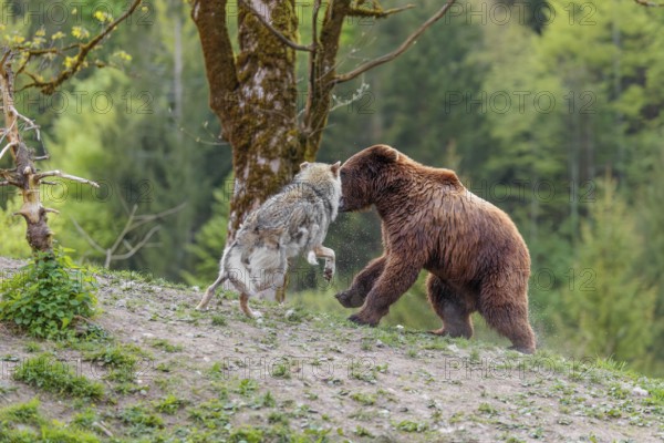 A Eurasian gray wolf (Canis lupus lupus) encounters a European brown bear (Ursus arctos arctos) in a green meadow and shows aggression, leading to a short fight without injuries