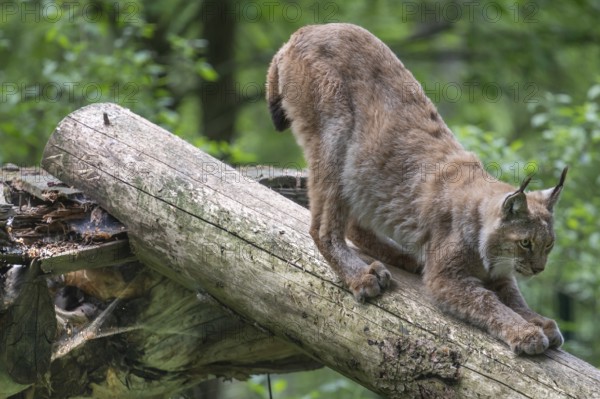 Eurasian lynx (Lynx lynx) stretching, wildlife park, Bavaria, Germany
