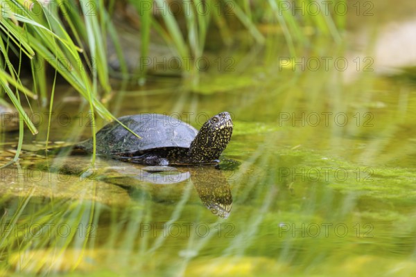 A European pond turtle (Emys orbicularis) rests in shallow water on a stone lying in the pond, surrounded by green riparian vegetation