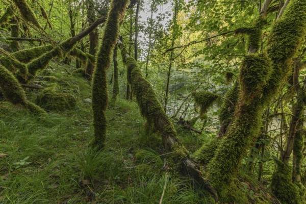 Green moss covers the fallen trees and creates a serene atmosphere in the forest. Bright foliage grows next to a calm river and invites you to reflect and explore. Jura, France