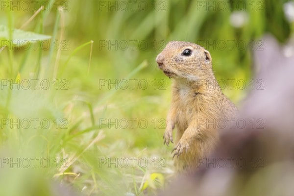 An adult European ground squirrel (Spermophilus citellus) or European souslik stands in a meadow with tall green vegetation, partially obscured by a root of a fallen tree