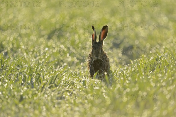 Joy of life... European hare (Lepus europaeus) jumping through a dewy field in the morning, sparkling, glittering drops of dew, backlight shot, native nature, Lower Rhine, Rhineland, Rhine district Neuss, North Rhine-Westphalia, Germany, Western Europe