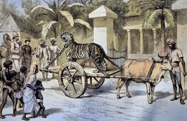 A chained, caged tiger being driven through the street on a car, India, Illustration, published 1890, Reproduction, digitally enhanced, Historical