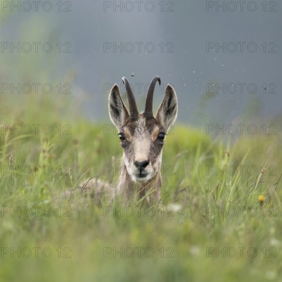 Take a break... Chamois (Rupicapra rupicapra) lying, resting in the grass, flies buzzing around the head, looking attentively into the camera, chamois are ruminants, interrupt their daily activity again and again to digest food, native nature, Vosges, France, Western Europe