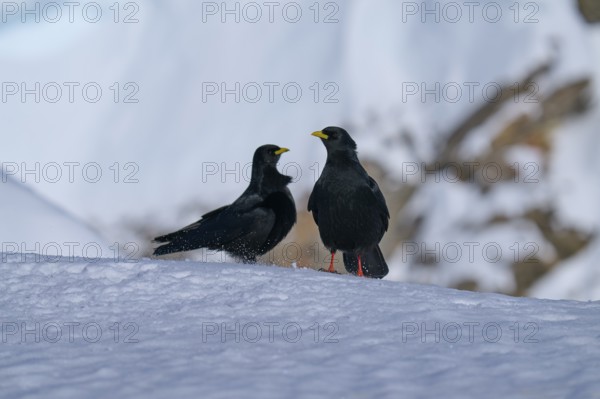 Alpine choughs (Pyrrhocorax graculus), two birds in the snow facing each other in a wintry environment, Gemmi Pass, Leukerbad, Leuk, Valais, Switzerland