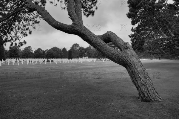 Wind-bent black pine (Pinus nigra), gravestones, war graves, soldiers' graves, military cemetery, Normandy American Cemetery and Memorial, Omaha Beach, D-Day, Operation Overlord, Saint-Laurent-sur-Mer near Colleville-sur-Mer, black and white, Normandy, Calvados, France