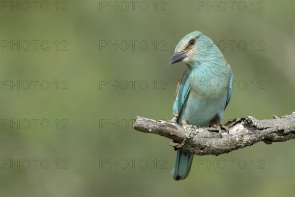 Scharrelaar, European Roller, Coracias garrulus