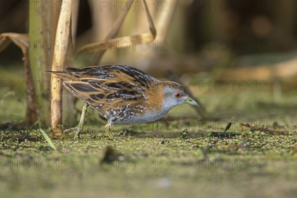 Baillon's Crake (Porzana pusilla palustris) foraging, Victoria, Australia