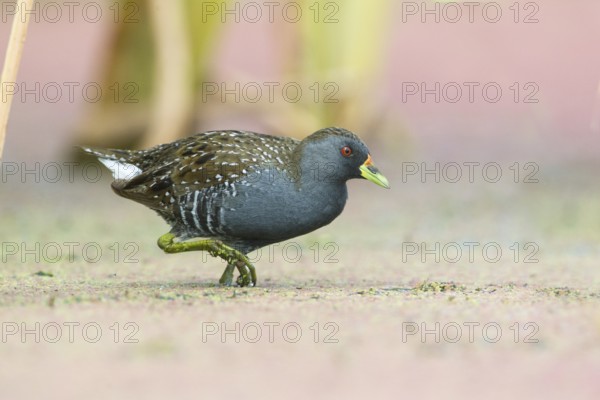 Australian Crake (Porzana fluminea) foraging, Victoria, Australia
