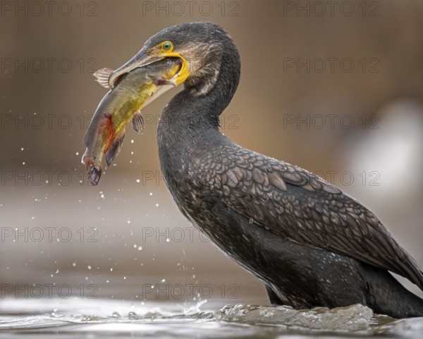 Great Cormorant (Phalacrocorax carbo) with captured Black bullhead (Ameiurus melas) prey in its beak, Hungary