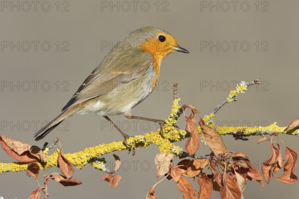 European Robin (Erithacus rubecula), St. Gallen, Switzerland