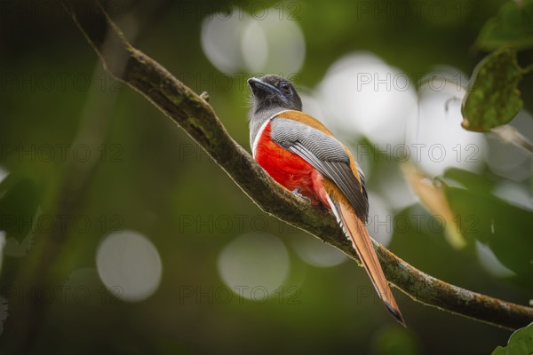 Männlicher Malabartrogon (Harpactes fasciatus)