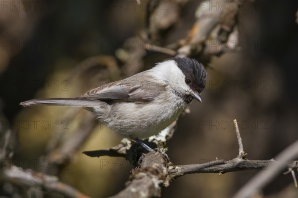 Willow Tit - Weidenmeise - Poecile montanus ssp. baicalensis, Kazakhstan (Altai)