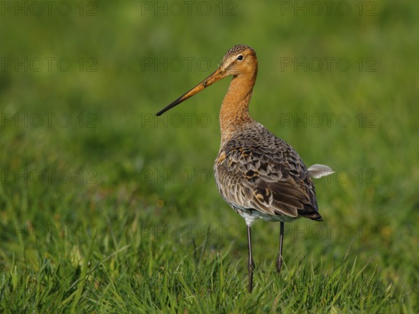 Black-tailed Godwit (Limosa limosa) foraging, Netherlands