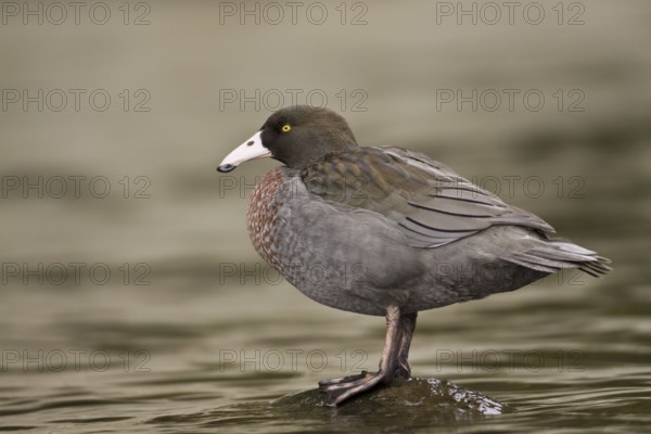 Blue Duck (Hymenolaimus malacorhynchos), New Zealand