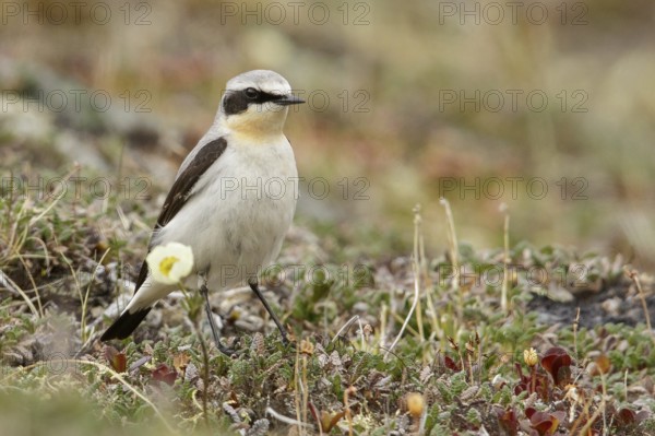 Northern Wheatear (Oenanthe oenanthe) perched on the tundra in Nome, Alaska