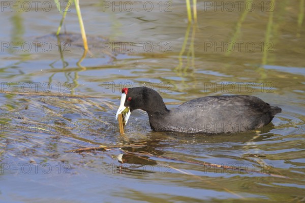 Red-knobbed Coot (Fulica cristata), Mallorca, Spain