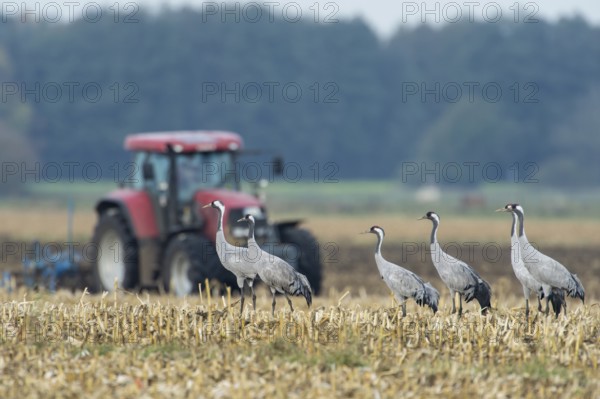 Common Crane (Grus grus), Lower Saxony, Germany