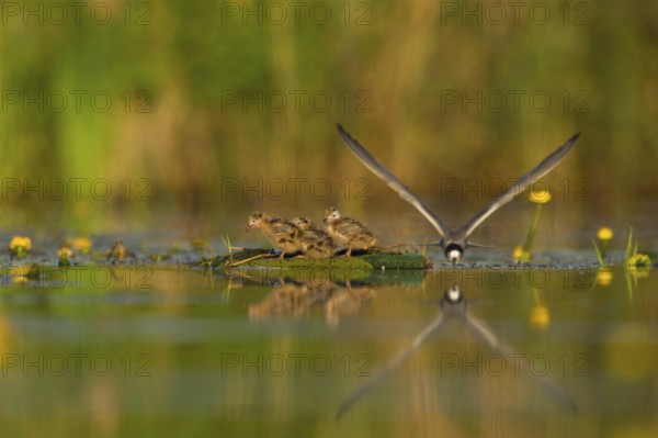 Black Tern (Chlidonias niger) feeding of juvenile, Netherlands