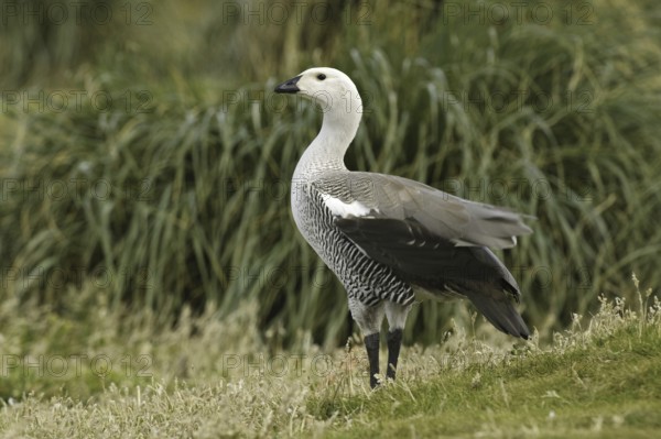 Upland Goose (Chloephaga picta) male, Falkland Islands
