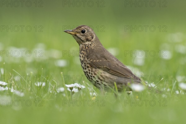 Song Thrush (Turdus philomelos), Lake Neusiedl, Austria