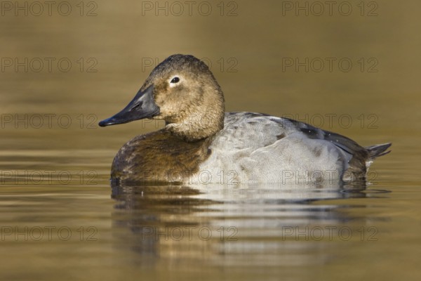 Canvasback (Aythya valisineria) female, British Columbia, Canada