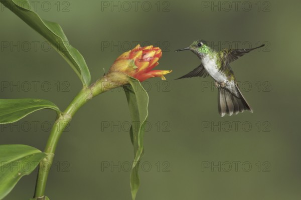 White-bellied Mountain Gem (Lampornis hemileucus), Costa Rica