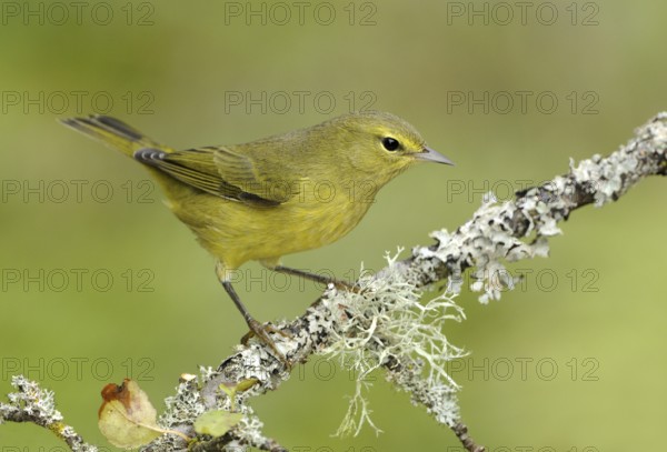 Orange-crowned Warbler (Leiothlypis celata), British Columbia, Canada